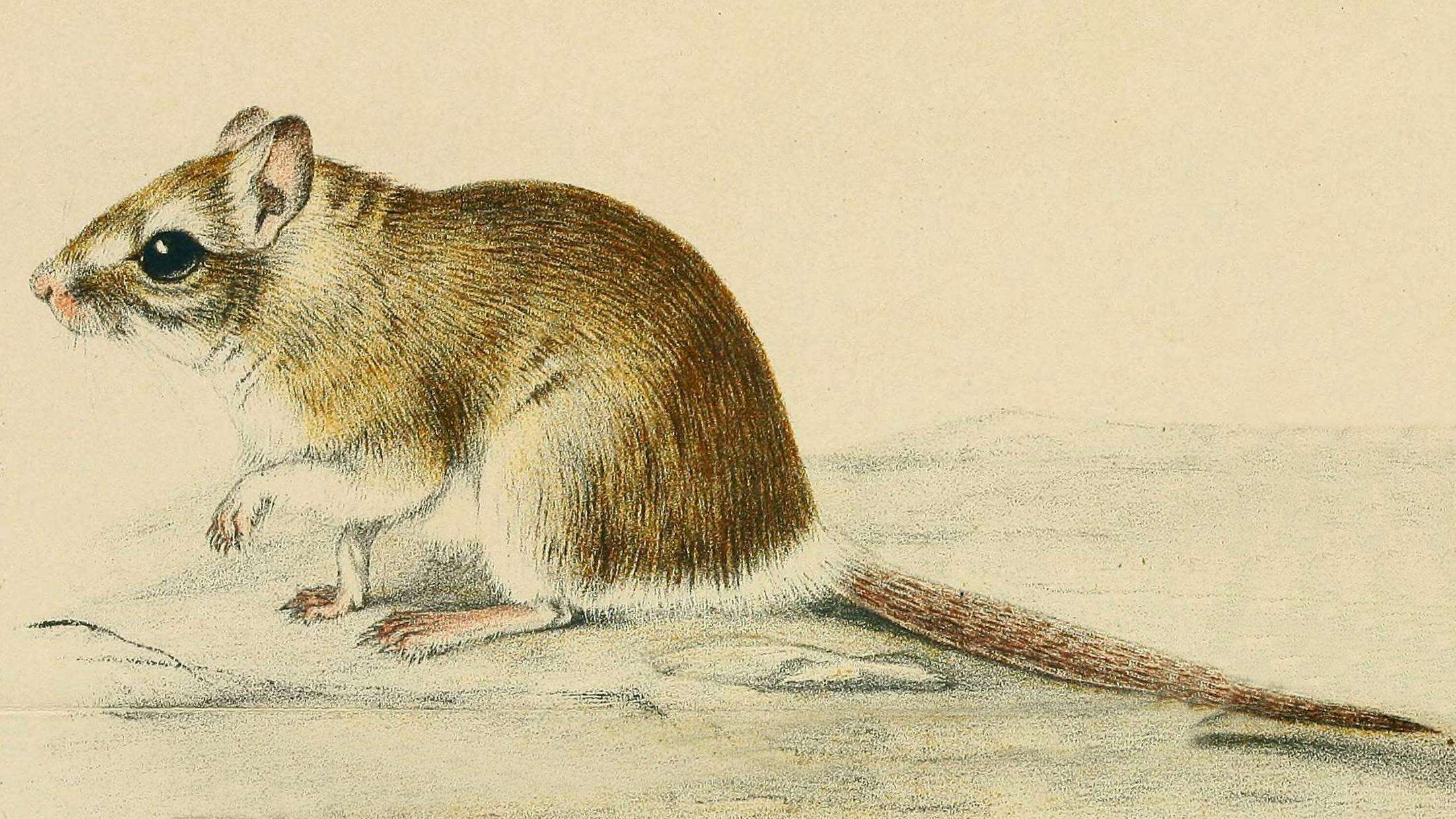 Image of Lesser Short-tailed Gerbil