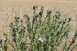 Image of Spear Thistle