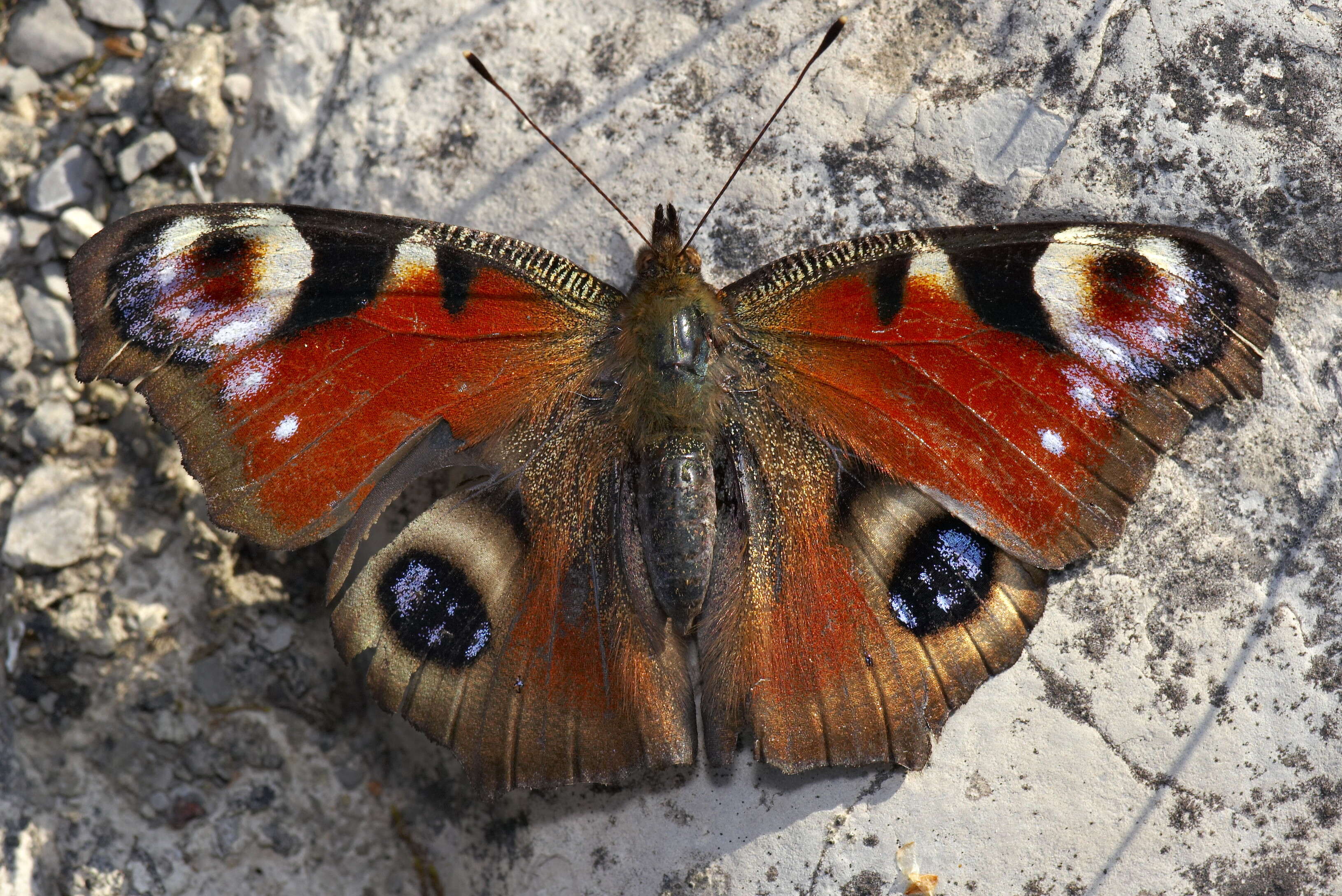 Image of Aglais io