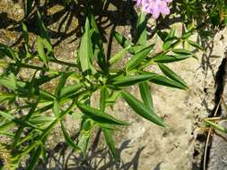 Imagem de Iberis umbellata L.