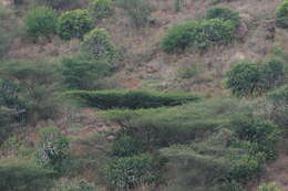 Plancia ëd Vachellia planifrons (J. König ex Wight & Arn.) Ragup., Seigler, Ebinger & Maslin