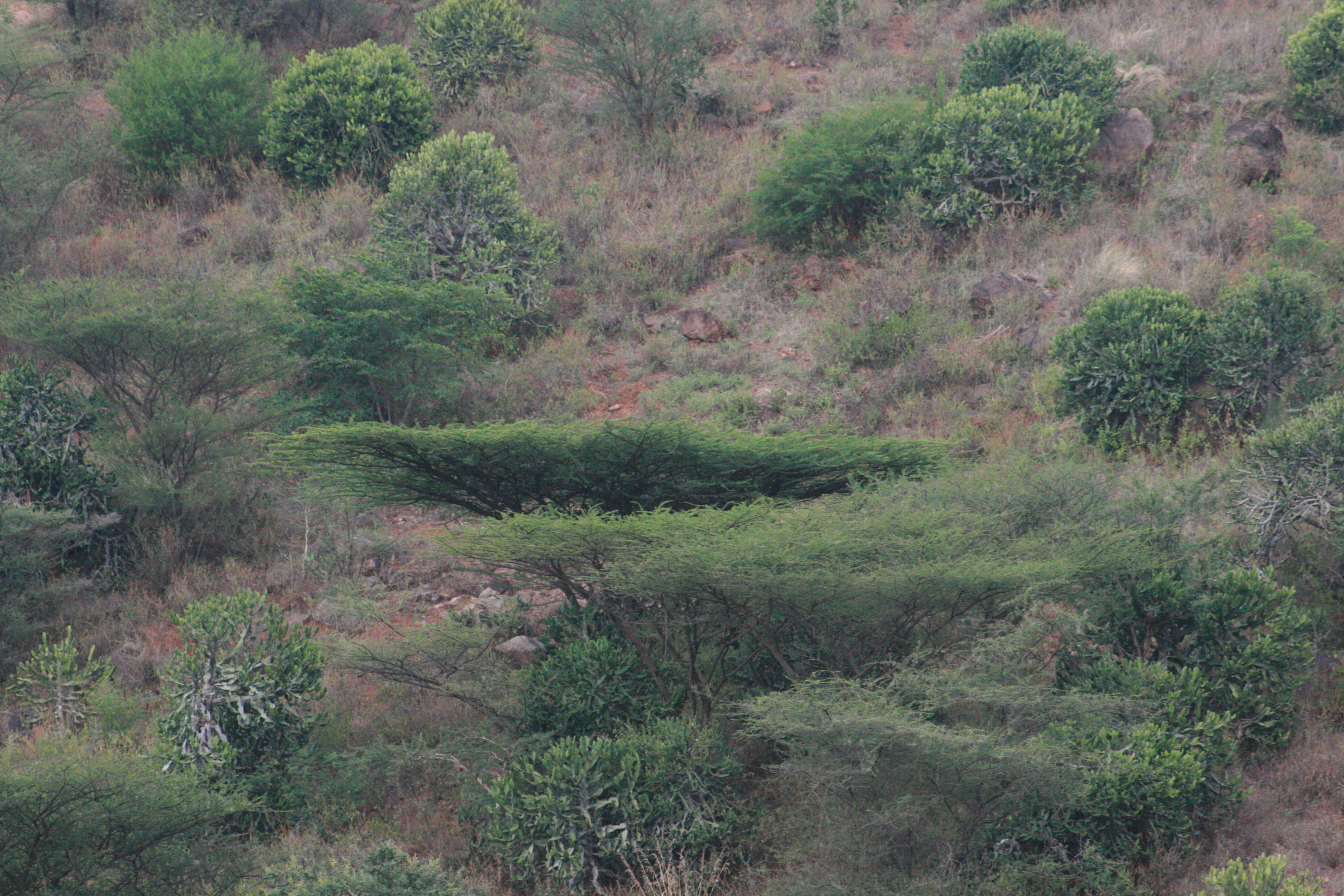 Plancia ëd Vachellia planifrons (J. König ex Wight & Arn.) Ragup., Seigler, Ebinger & Maslin