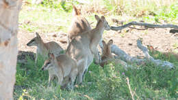 Image of Agile Wallaby