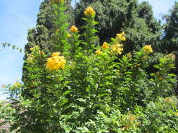 Image of Yellow bells