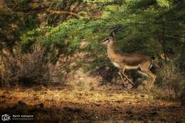 Image of Chinkara