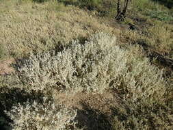 Image de Atriplex lindleyi Moq.