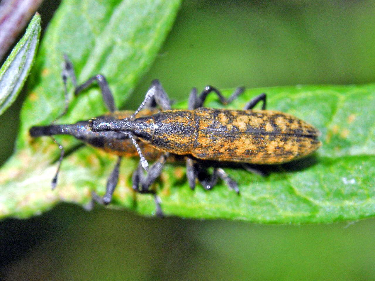 Image of Lixus fasciculatus Boheman 1836