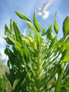 Image of Canadian Horseweed