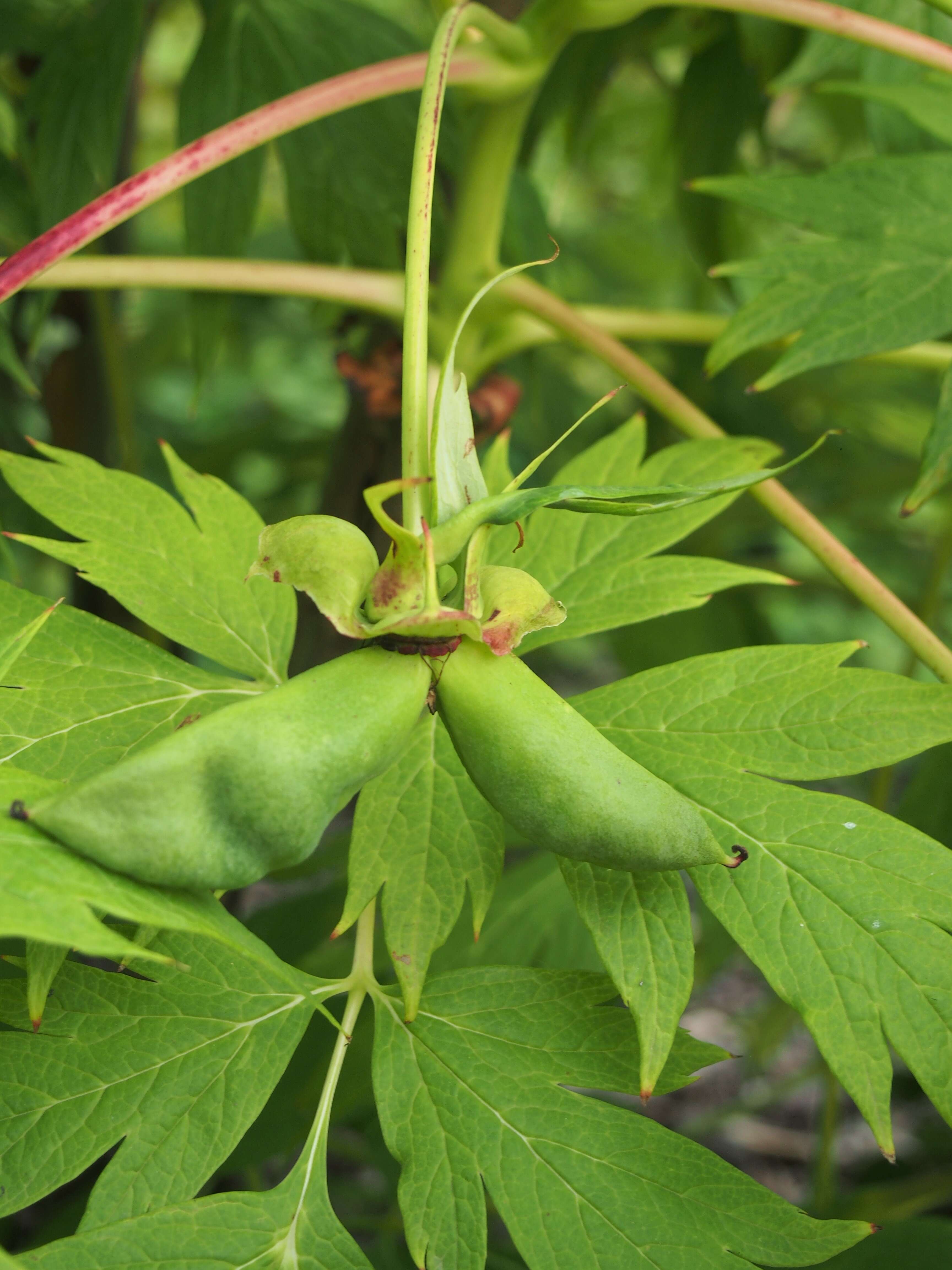 Слика од Paeonia delavayi subsp. ludlowii (Stern & G. Taylor) B. A. Shen