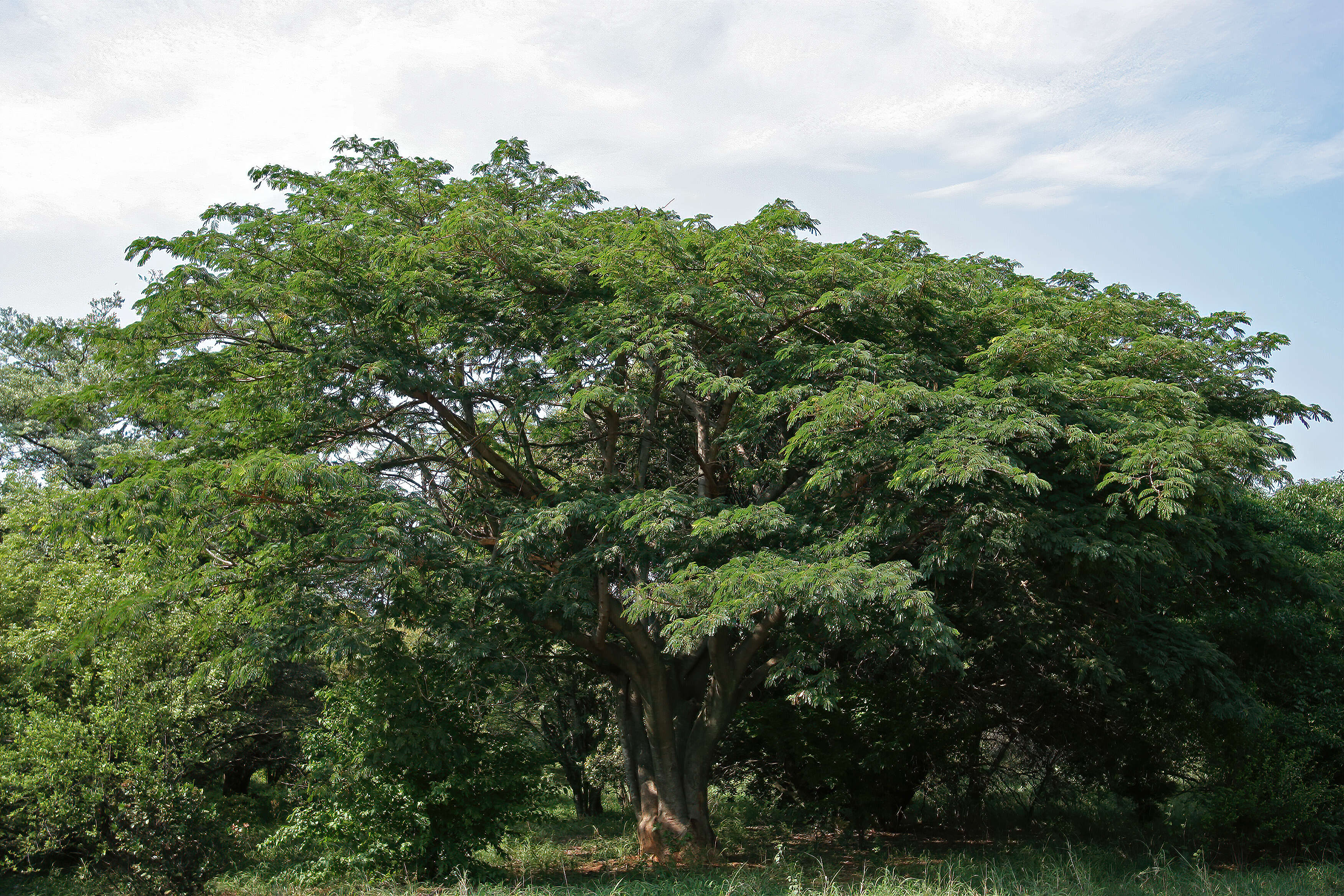 Image of Flat-crown Albizia