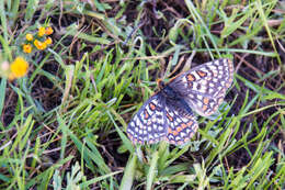 Image of Euphydryas editha bayensis