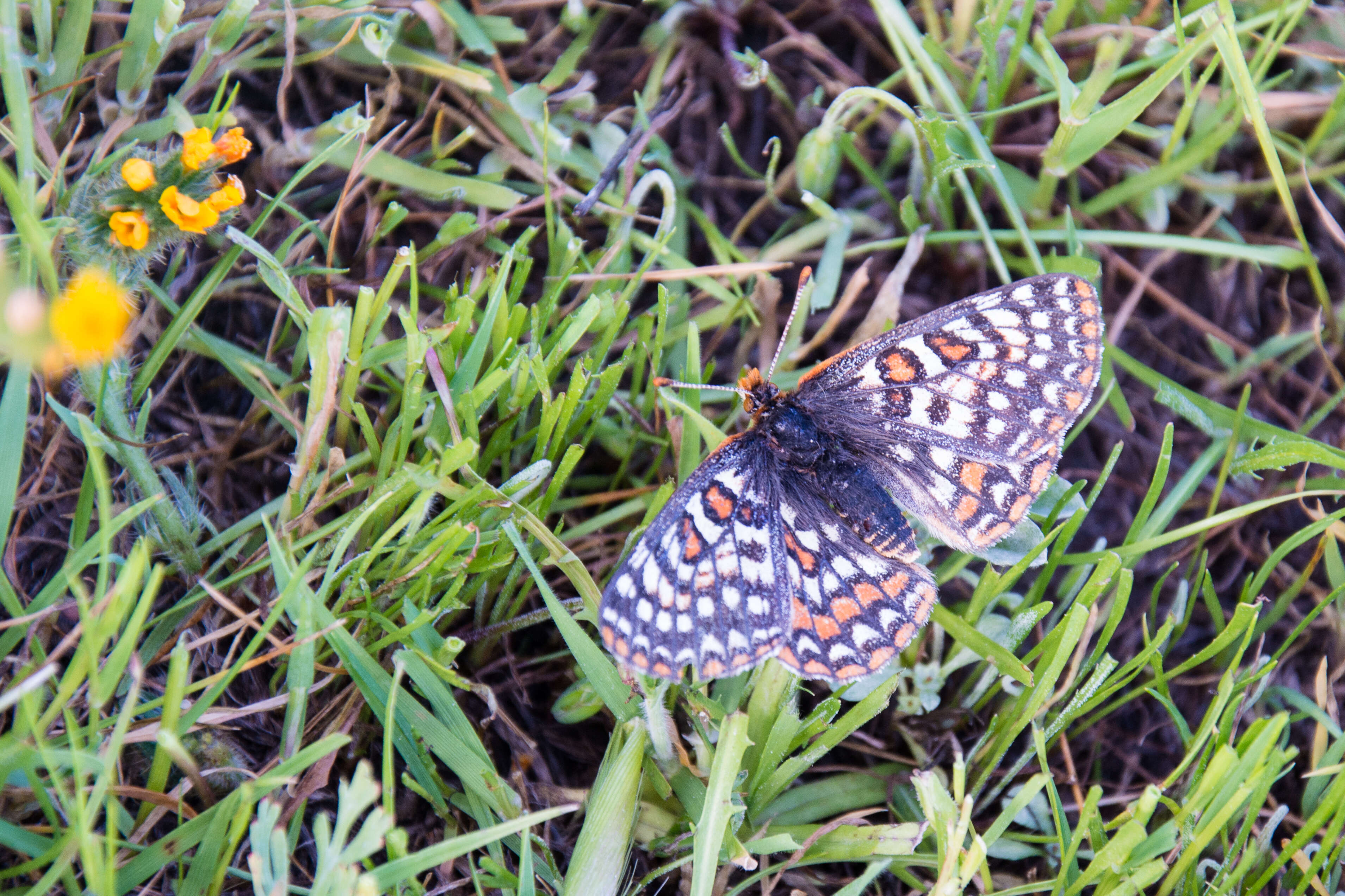 Image of Euphydryas editha bayensis