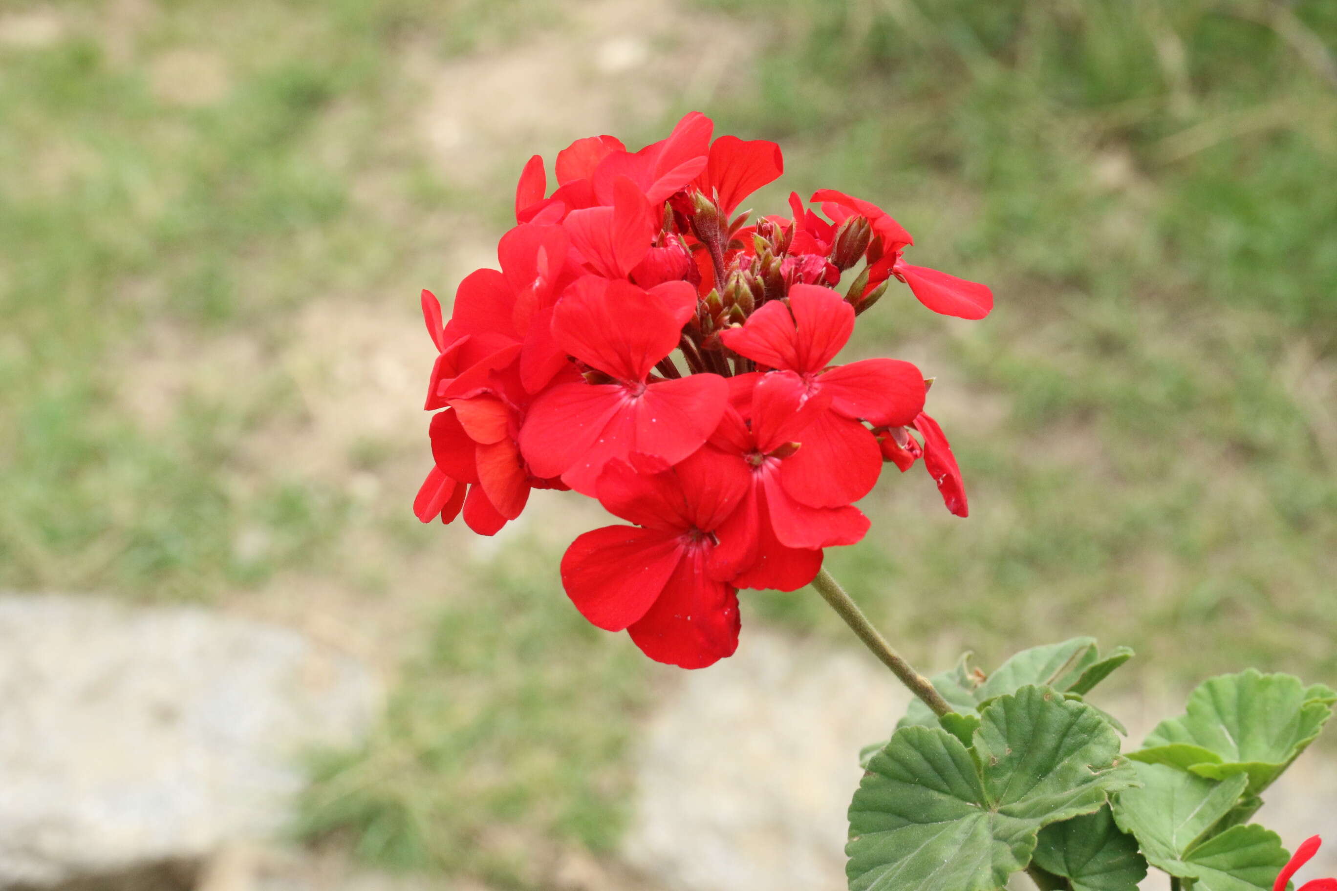 Image of Geranium