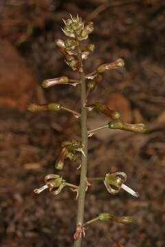 Image of Satin squill