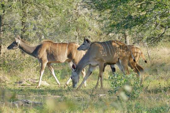 Image of Greater Kudu