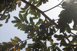 Image of soursop