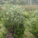 Image of Epacris rhombifolia