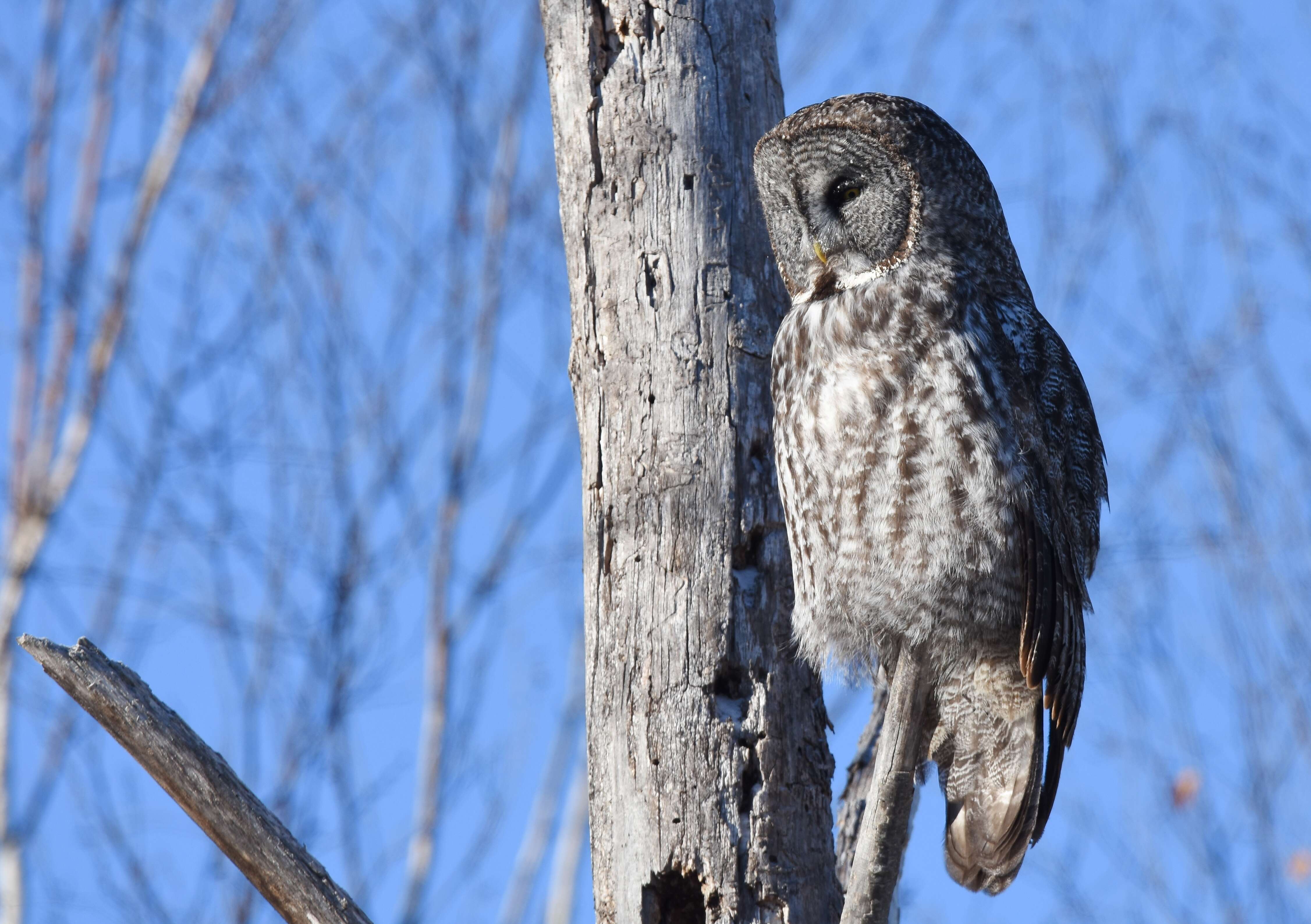 Image of Great Gray Owl