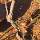 Image of Bedriaga's Fringe-fingered Lizard