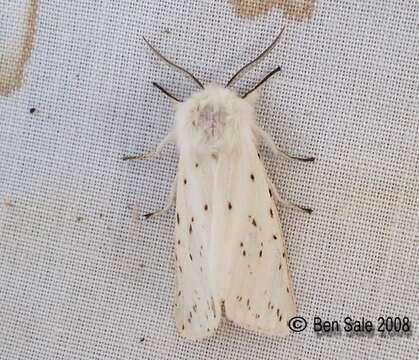 Image of water ermine