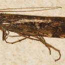 Image of Limnephilus nogus Ross 1944