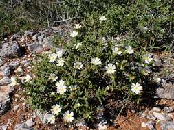 Imagem de Cistus monspeliensis L.