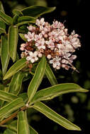 Imagem de Volkameria glabra (E. Mey.) Mabb. & Y. W. Yuan