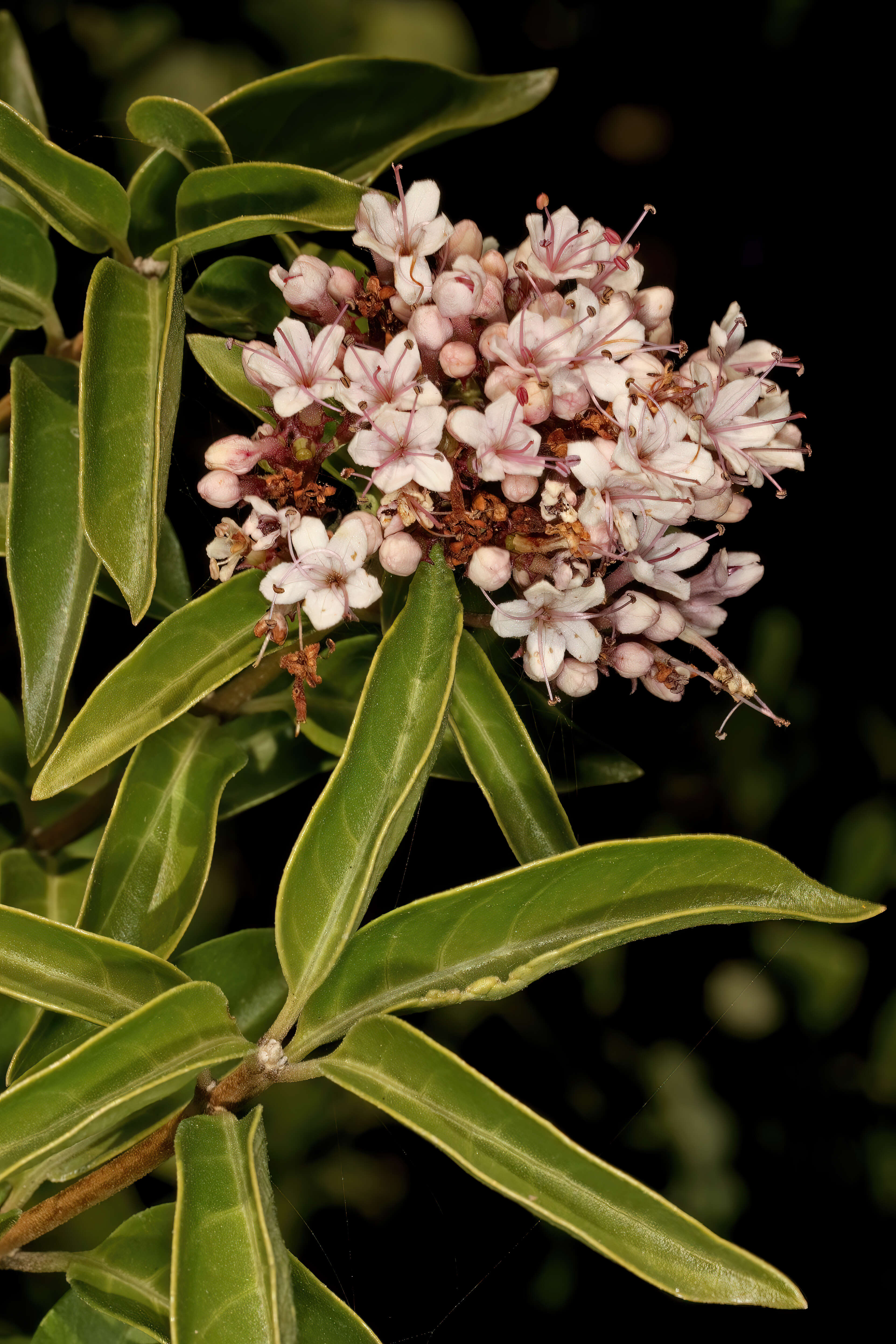 Imagem de Volkameria glabra (E. Mey.) Mabb. & Y. W. Yuan