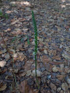 Image of elegant piperia