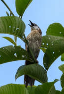 Image of Spiny Babbler