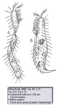 Image of ciliates