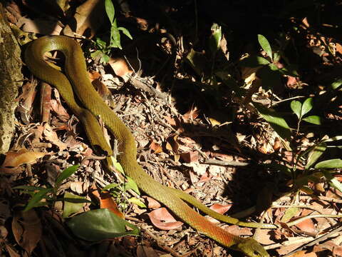 Image of Rhabdophis helleri