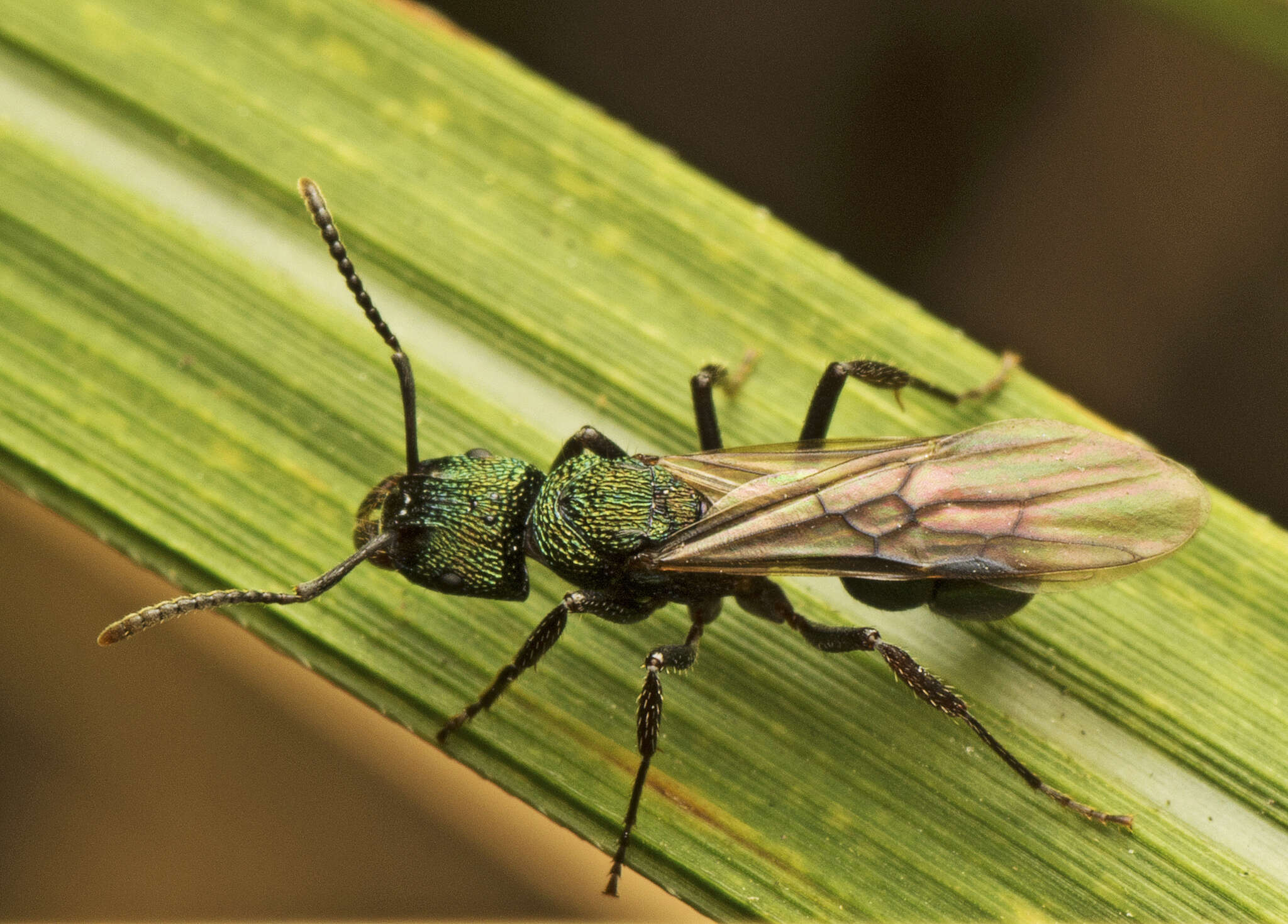 Image of green ant