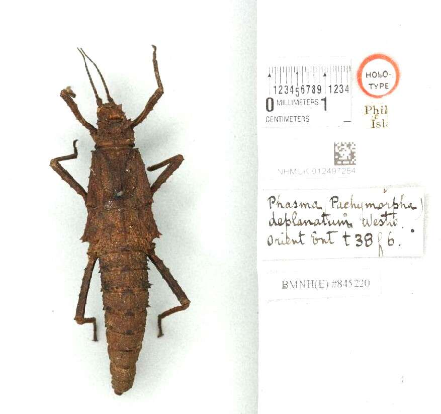 Image of Tisamenus deplanata (Westwood 1848)