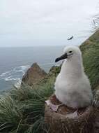 Image of Indian Yellow-nosed Albatross