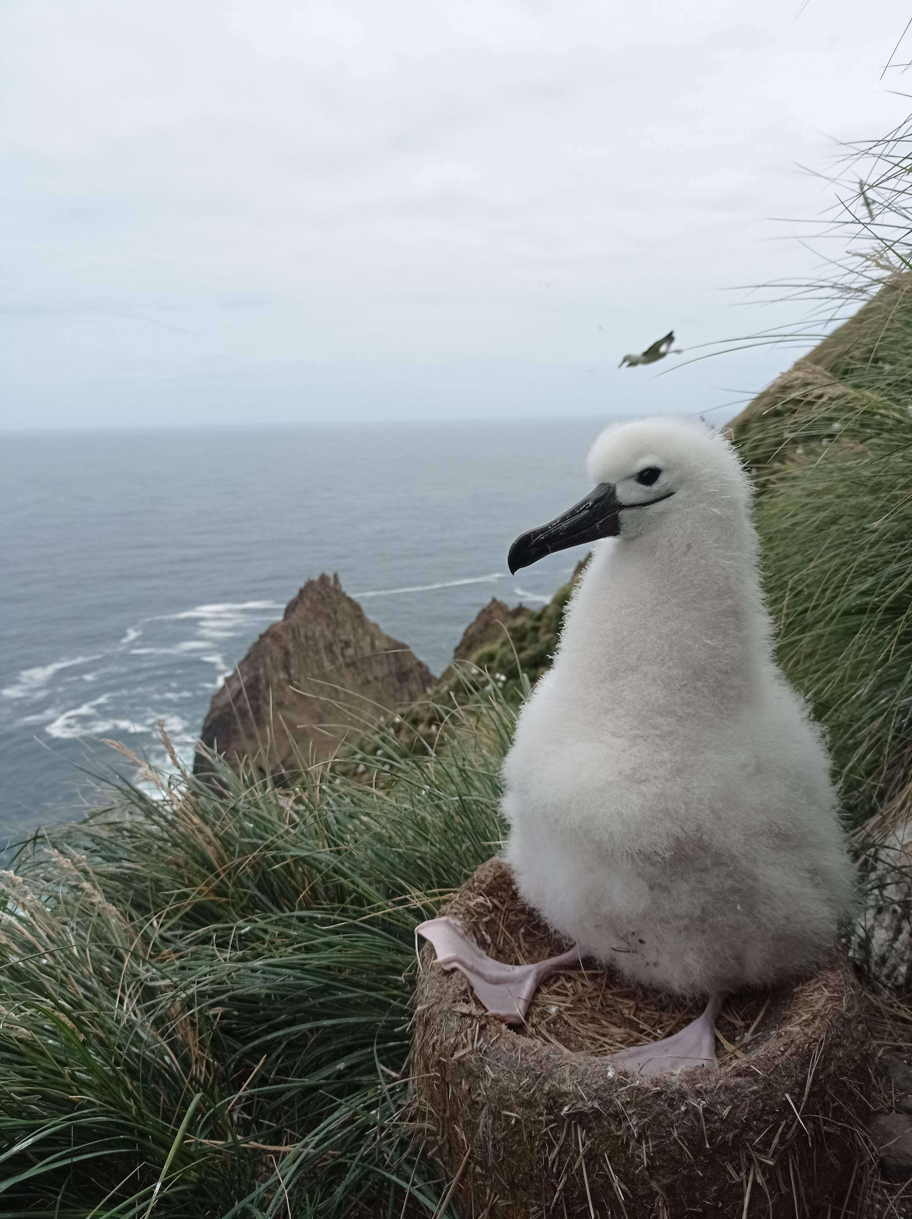 Image of Indian Yellow-nosed Albatross