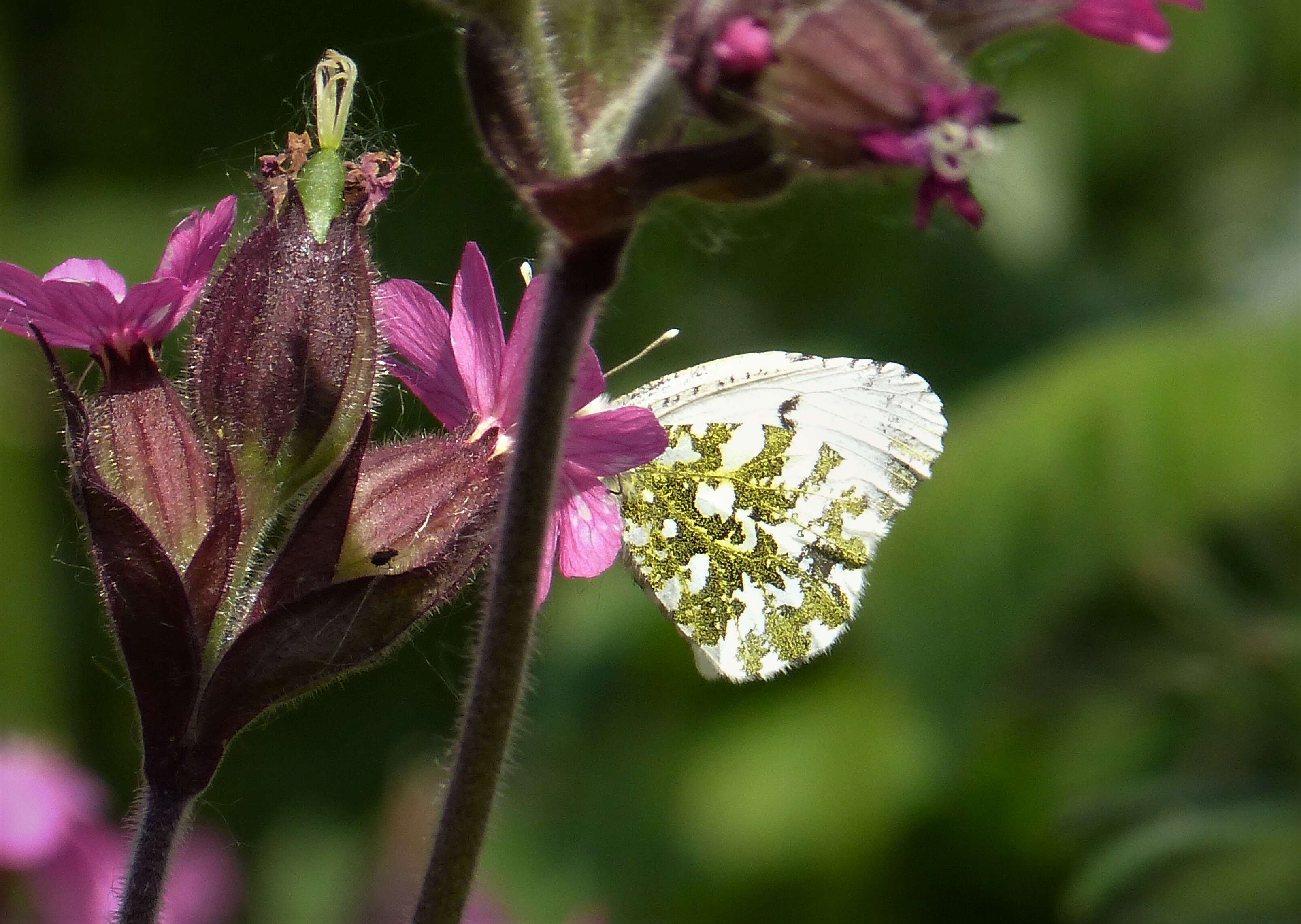 صورة Silene dioica (L.) Clairv.