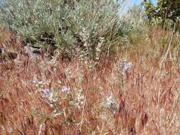 Image de Astragalus andersonii A. Gray