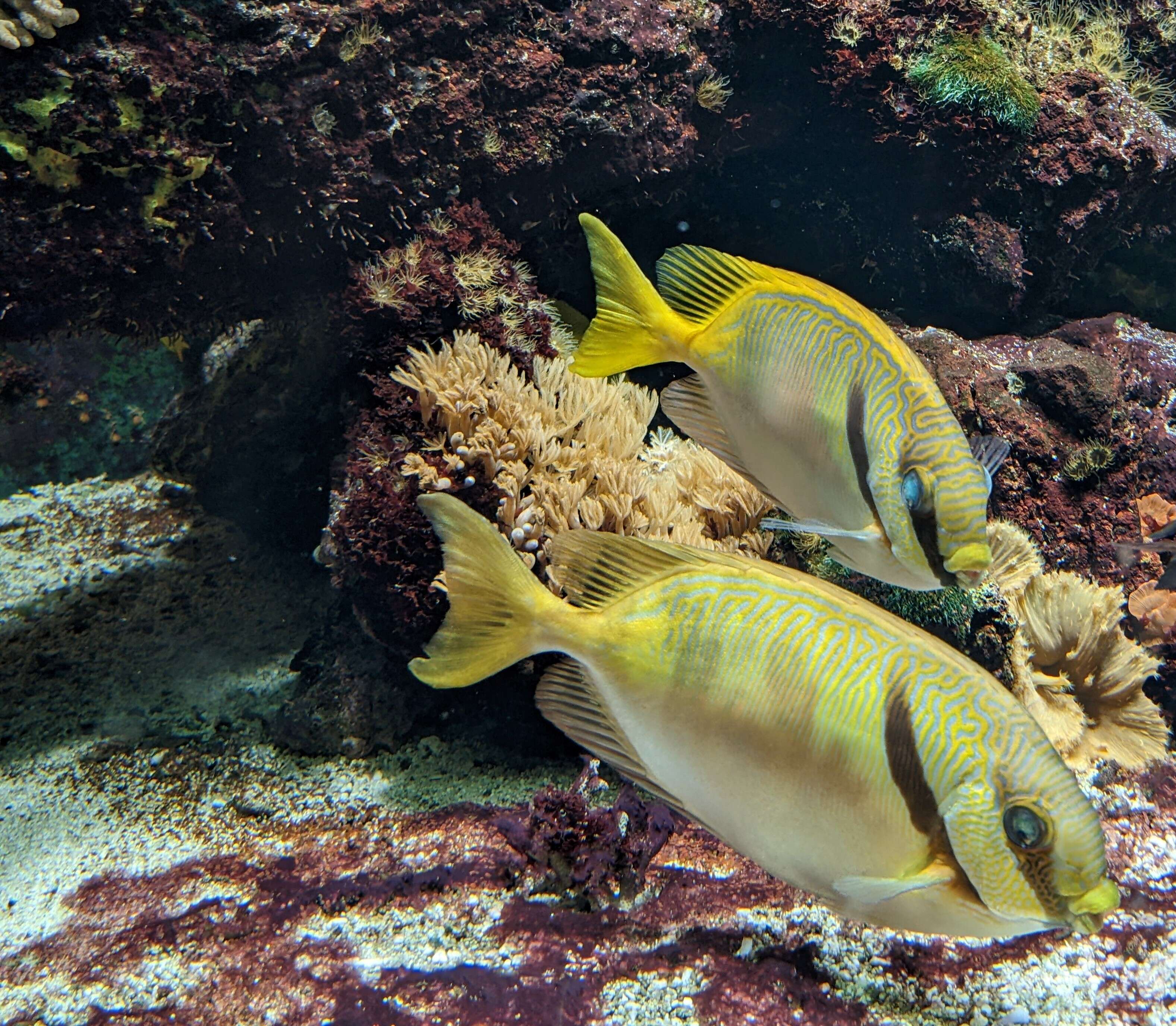 Image of Barred rabbitfish