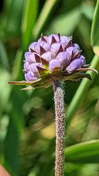 Image of Devil’s Bit Scabious