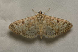 Image of Herpetogramma aquilonalis