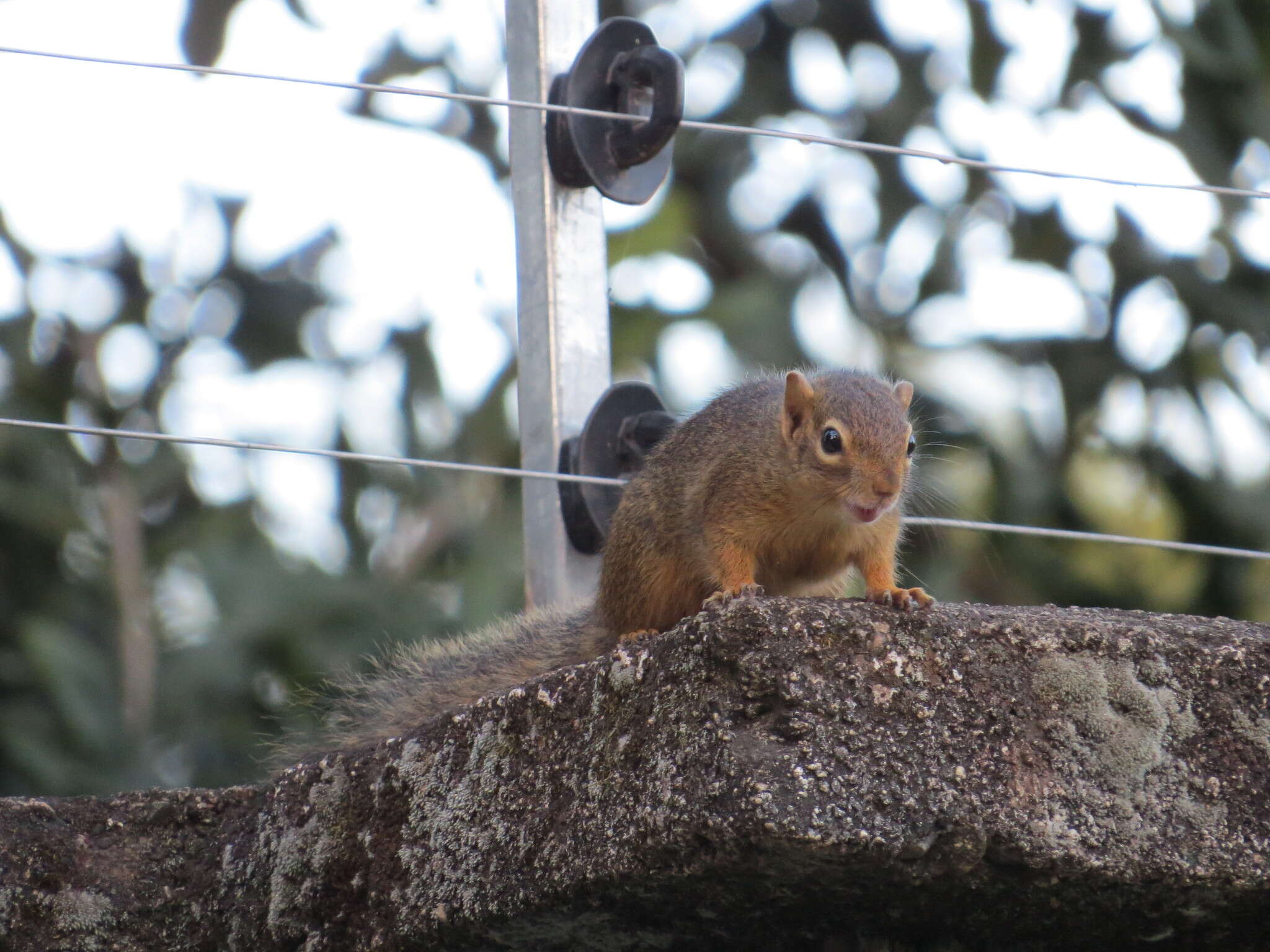 Image of Ochre Bush Squirrel