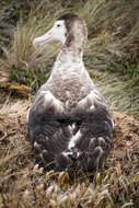 Image of Amsterdam Albatross