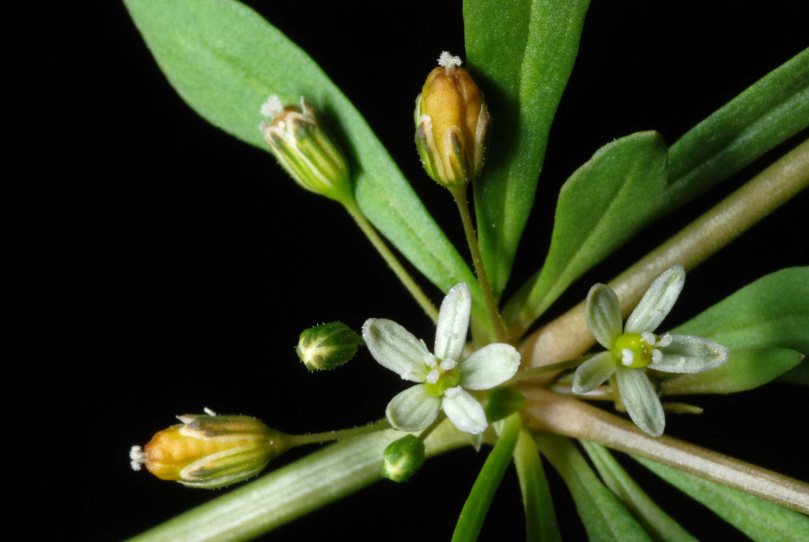 Image of green carpetweed