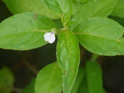 Image of Impatiens minor (DC.) S. S. R. Bennet