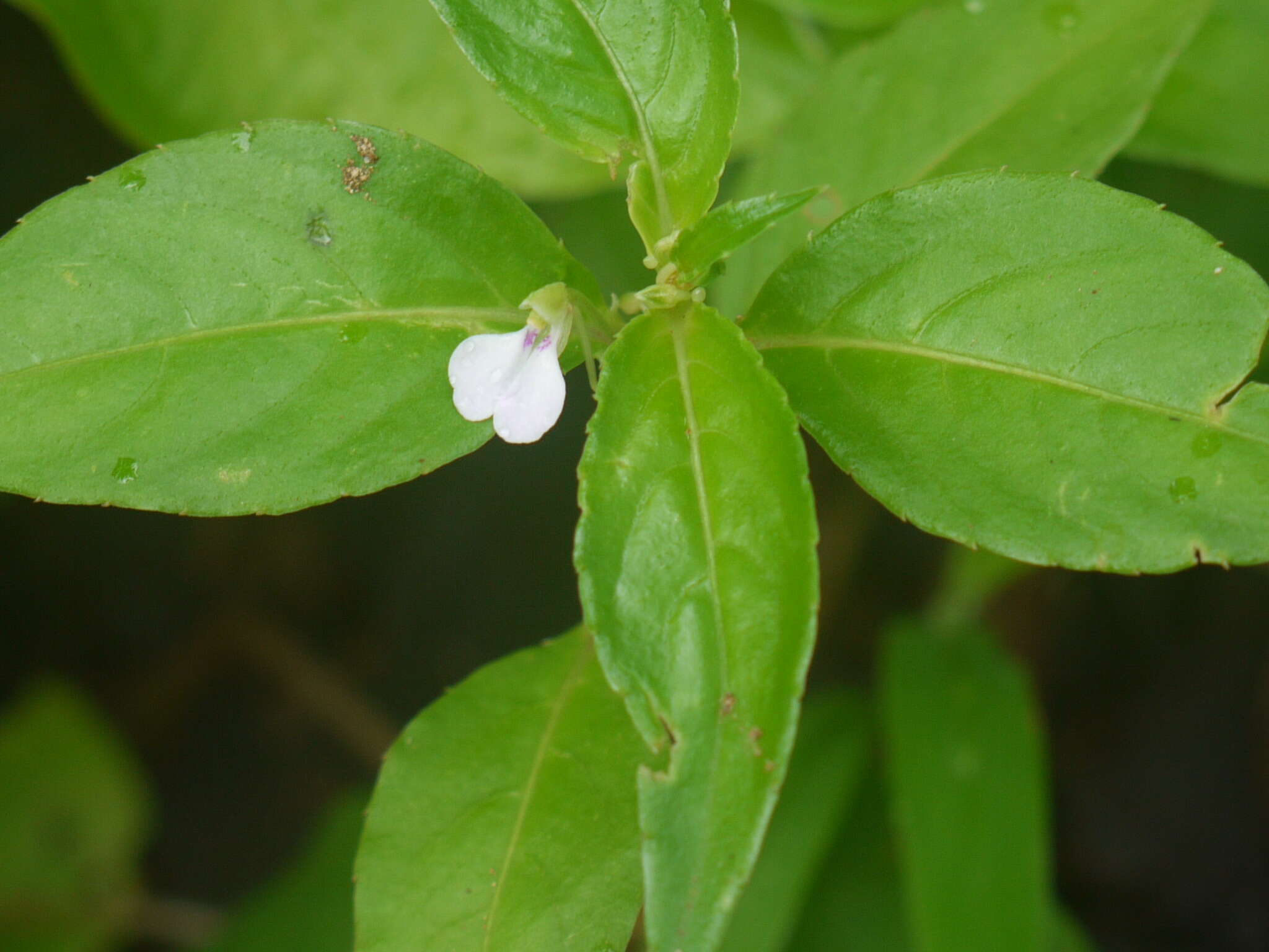 Image of Impatiens minor (DC.) S. S. R. Bennet