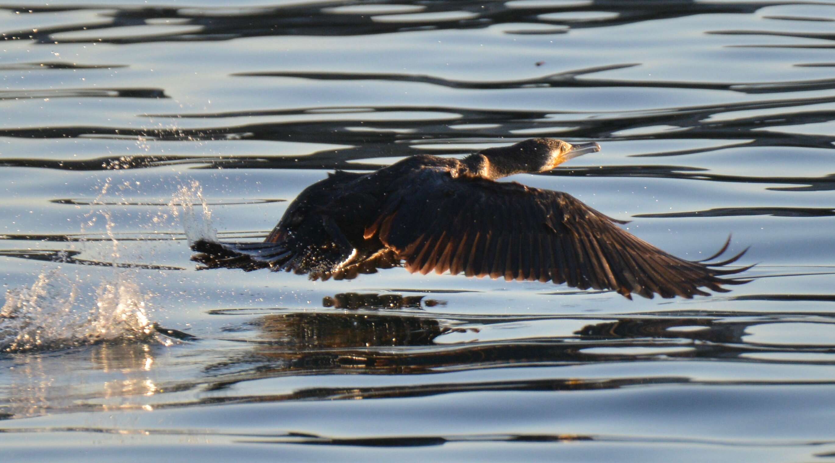 Image of Black Shag