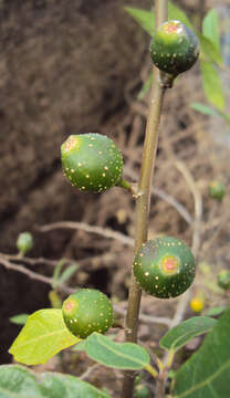 Image of Ficus heterophylla L. fil.