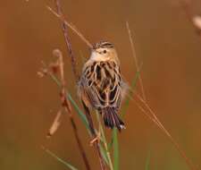 Image of Fan-tailed Cisticola