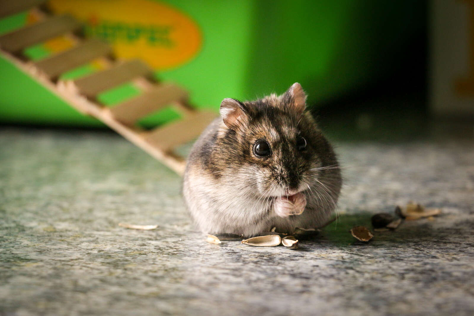 File:Pearl Winter White Russian Dwarf Hamster - Side.jpg - Wikipedia